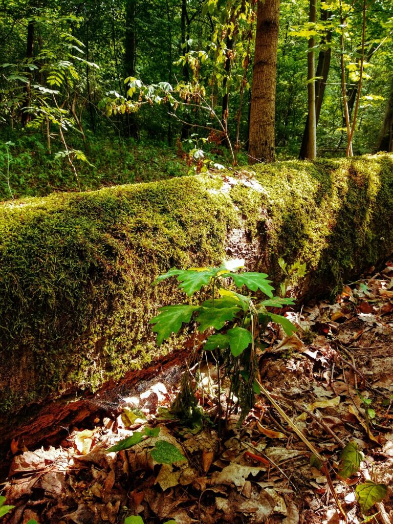 Drzewko kielkuje pod zwalonym pniem